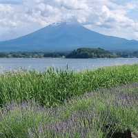 Catch A Glipse Of Mount Fuji