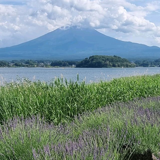 Catch A Glipse Of Mount Fuji