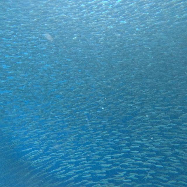 MoalBoal, Cebu sardines and turtle