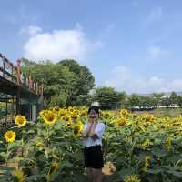 제주 해바라기 농장 ‘김경숙해바라기농장’