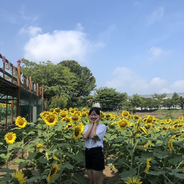 제주 해바라기 농장 ‘김경숙해바라기농장’