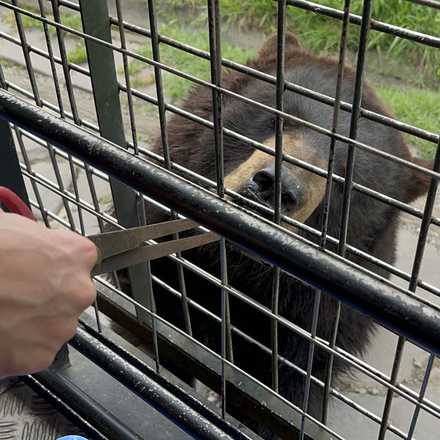 九洲自然動物園觀光車