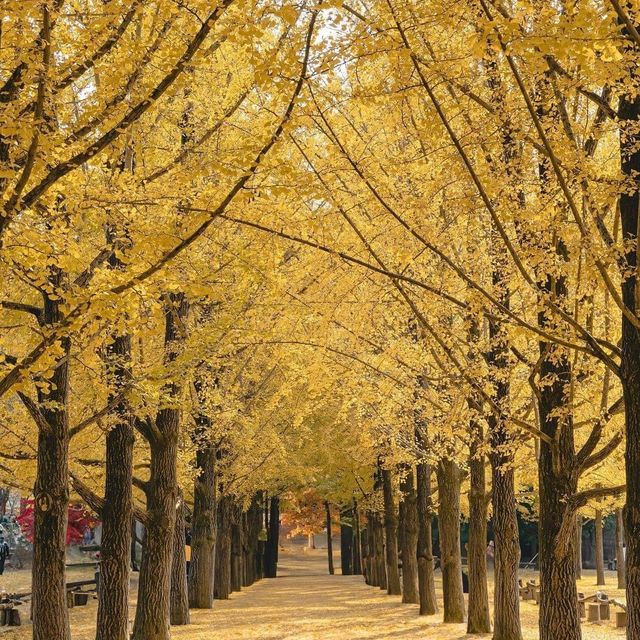 Beautiful Autumn View of Incheon Grand Park