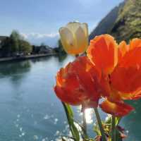 Interlaken: Alpine Bliss Beckons You