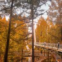 Perfect fall-rest (Forest) in South Korea