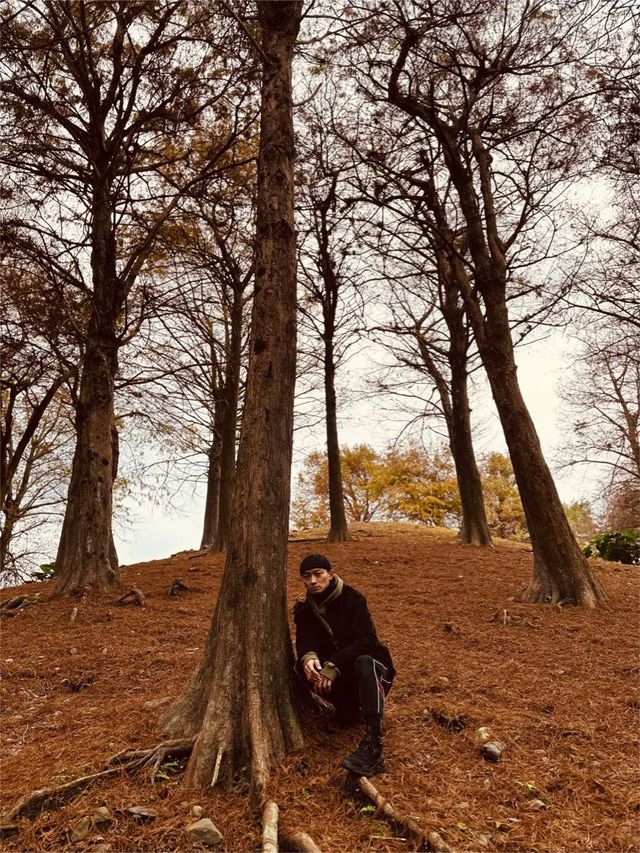 見紅大吉之紅紅的落羽松