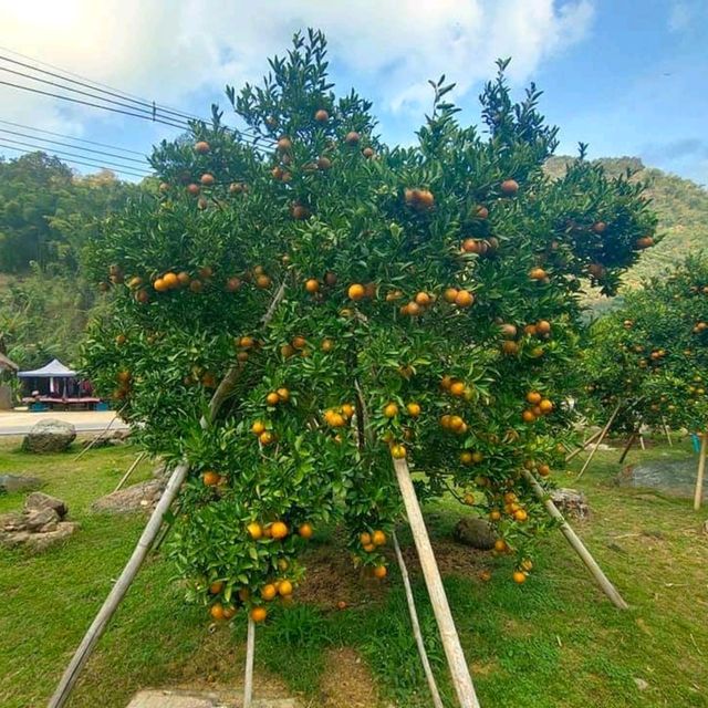 สวนส้มชไมพร🍊🍊