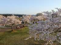 It’s Almost Sakura Season in Japan 🌸