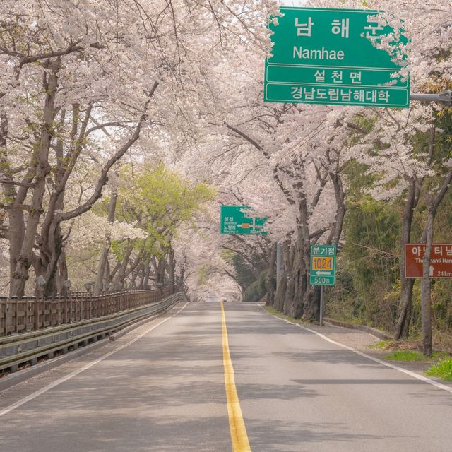 유채꽃이 가득가득 봄 여행지 남해