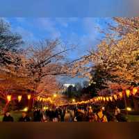 日櫻與夜櫻@上野公園