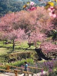 สะพานซากุระ ขุนวาง เชียงใหม่🏕️🗻🌸