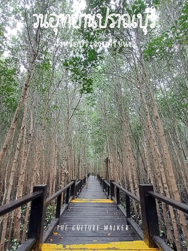 ไปหัวหิน แวะเที่ยวป่าชายเลนที่ปราณบุรี