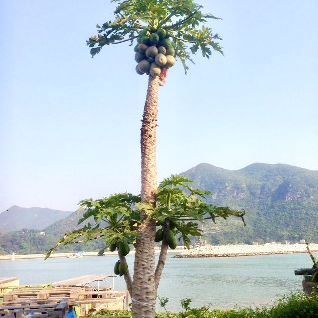 Venice of Hong Kong