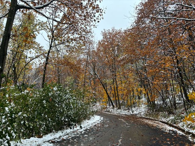 The perfect combination of maple🍁 and snow❄️ in Montreal🇨🇦