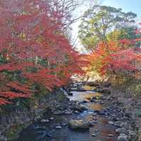 autumn vibes at Shuzenji Temple