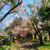 朝聖富士山第一景 新倉山淺間公園(part2)