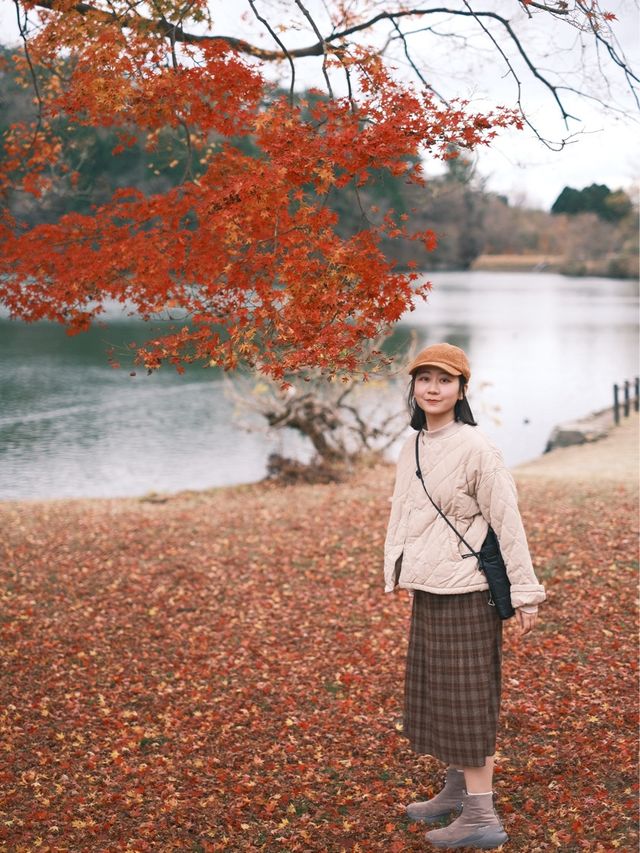 日本九州 | 一定要來一次志高湖🍁🦢