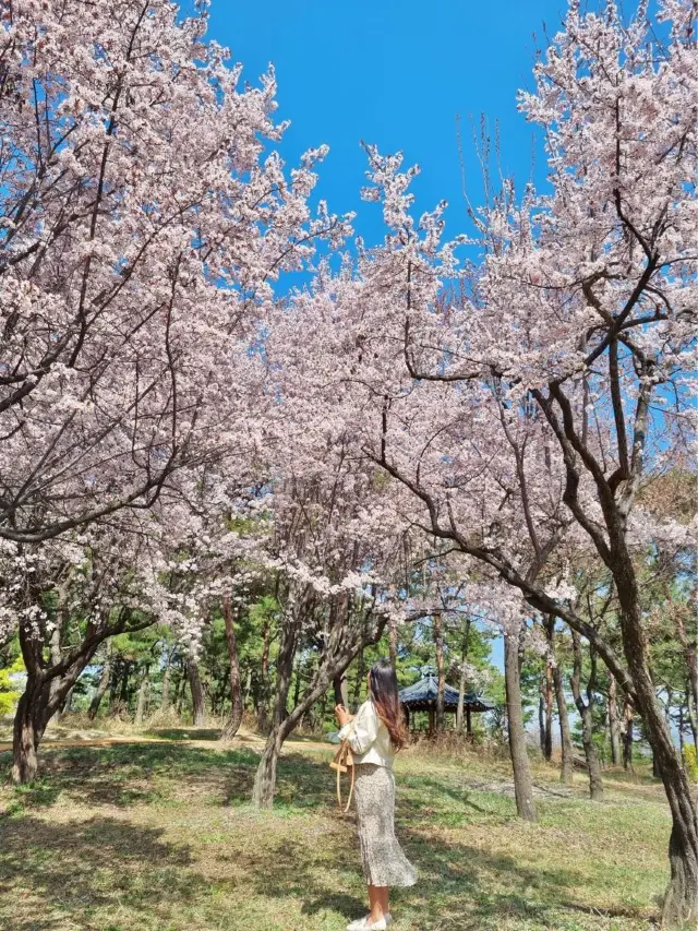 대전의 봄꽃은 “한밭수목원”에서 즐겨요〰🌸💗