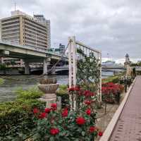 中之島バラ園、散り始めた薔薇も有り、それはそれで風情が有って良い。
