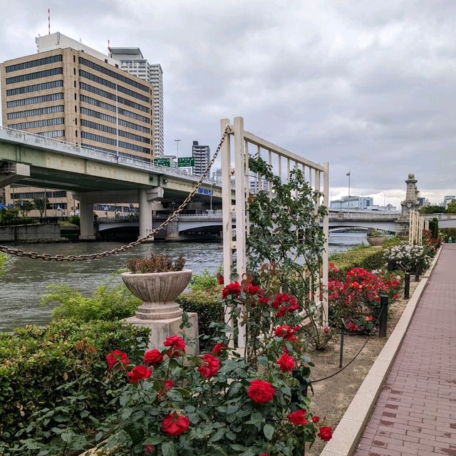 中之島バラ園、散り始めた薔薇も有り、それはそれで風情が有って良い。