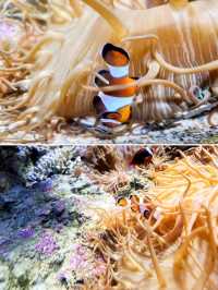 【桃園】X-PARK 水族館：沉浸式體驗海洋世界