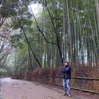 細雨🌦️慢步嵯峨野🎋竹林步道🚶‍♂️