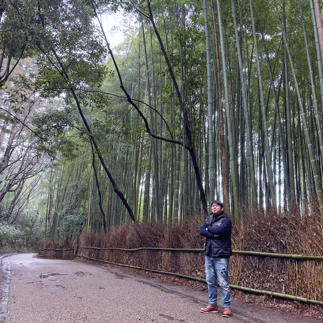 細雨🌦️慢步嵯峨野🎋竹林步道🚶‍♂️