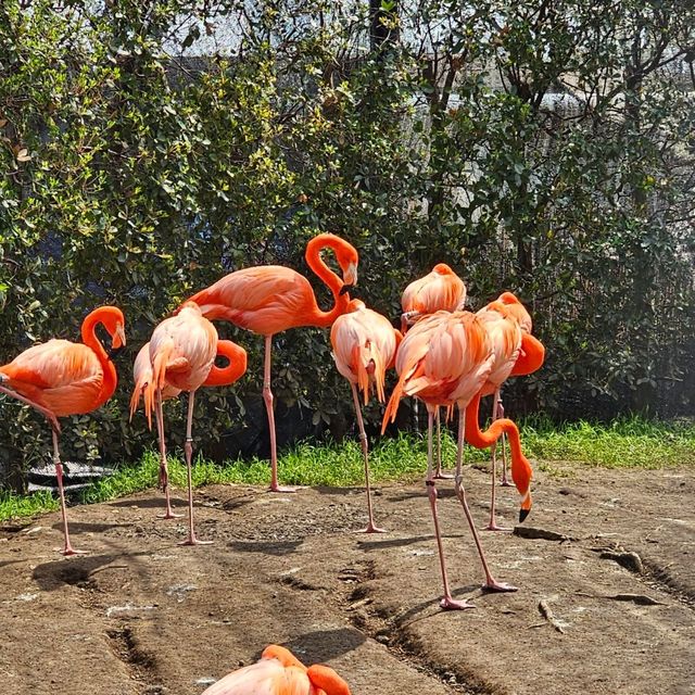 日本最古老最有名的動物園🐘🦒🐼🦌
