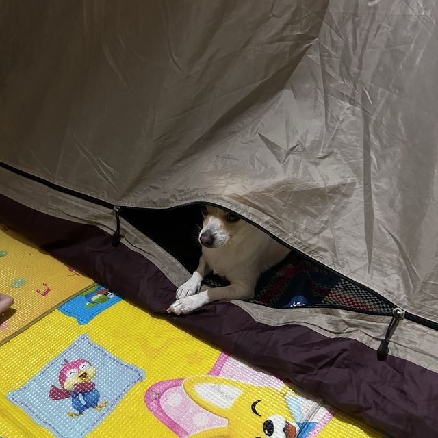 여름하면 캠핑!🏕️ 반려견과 함께하는 ‘몽산포청솔오토캠핑장’