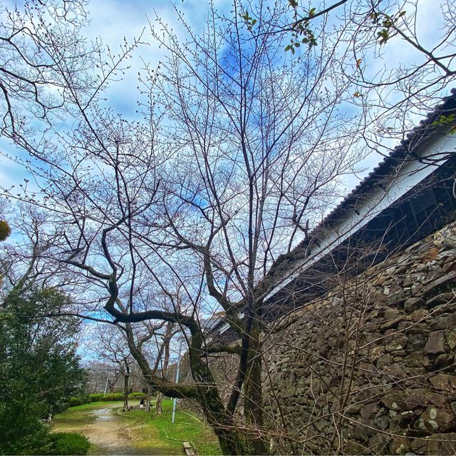 Maizuru park (舞鶴公園）