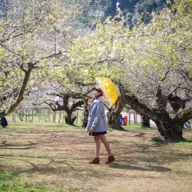 ดอกซากุระบาน @ดอยอ่างขาง 