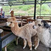 the calm and joy moment at Cameron Highlands 