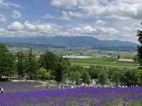 富良野薰衣草花田之王「富田農場」：必去打卡點，薰衣草控必朝聖！
