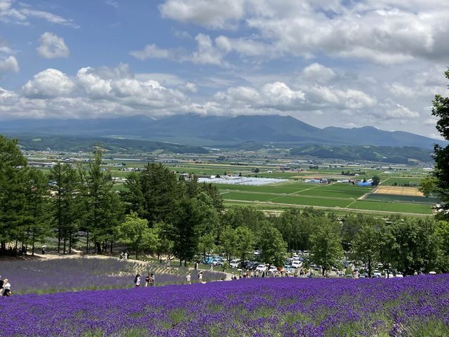 富良野薰衣草花田之王「富田農場」：必去打卡點，薰衣草控必朝聖！