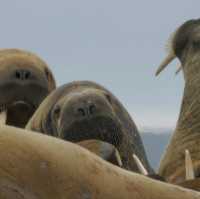 North Pole 90° unforgettable holiday