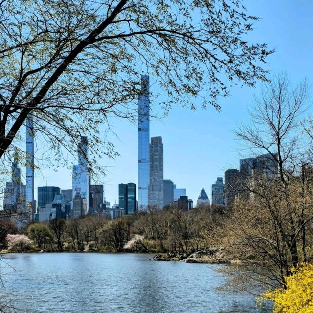 Connect with Nature - Central Park 🏞️