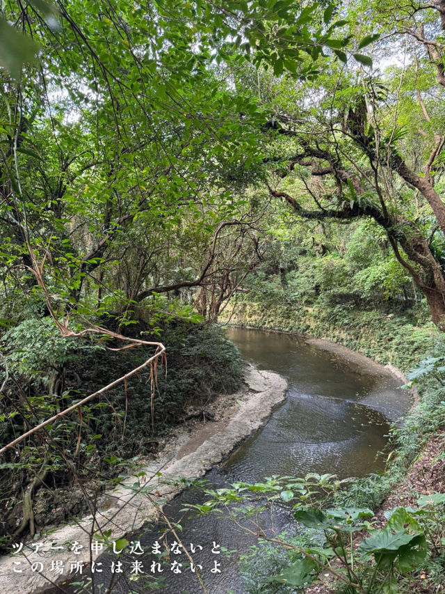 ガンガラーの谷　📍沖縄
