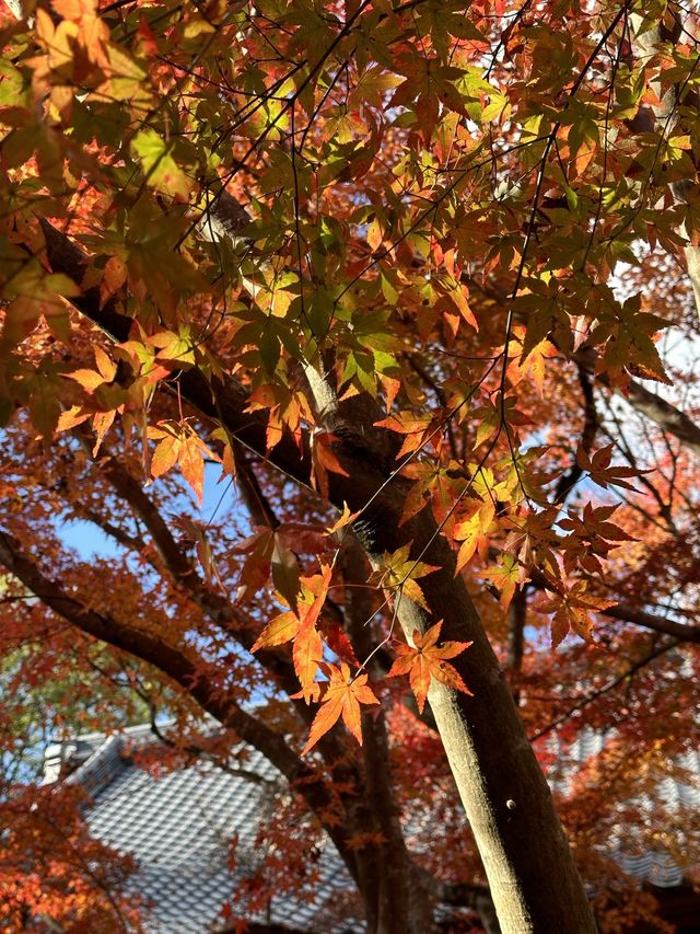 《不能錯過的圓光寺》