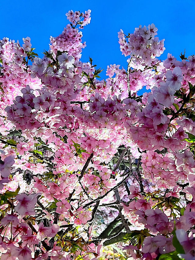 【神奈川お花見スポット】河津桜が見れる三浦海岸桜まつり