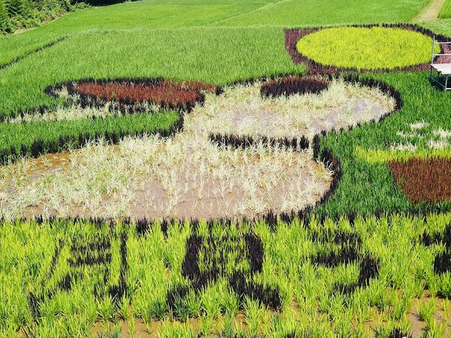 A Rice Field full of Art