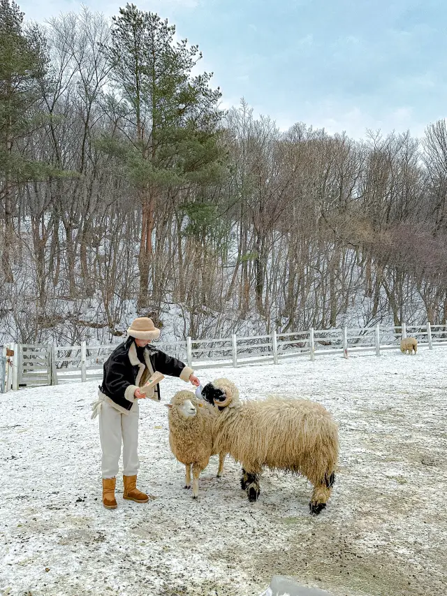 동물먹이주기 체험할수 있는 겨울왕국🤍☃️ 