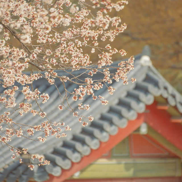 Blossom-Filled Exploration of Korea's Streets