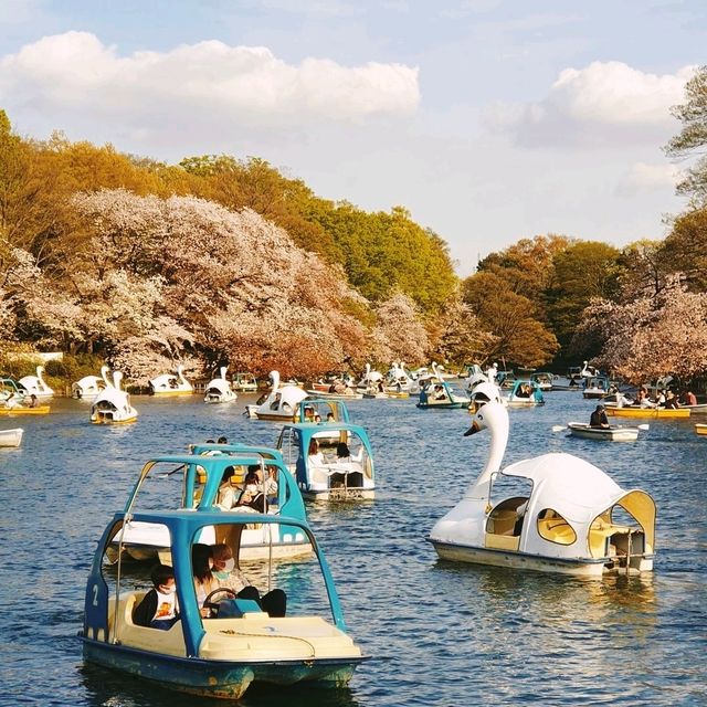 Most popular Cherry Blossom in Tokyo 
