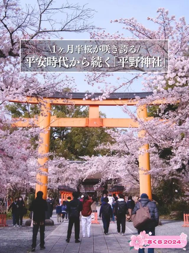 【京都×桜】菜の花とのセットで鑑賞できるスポットとして珍しい神社⛩️※ライトアップ情報付き