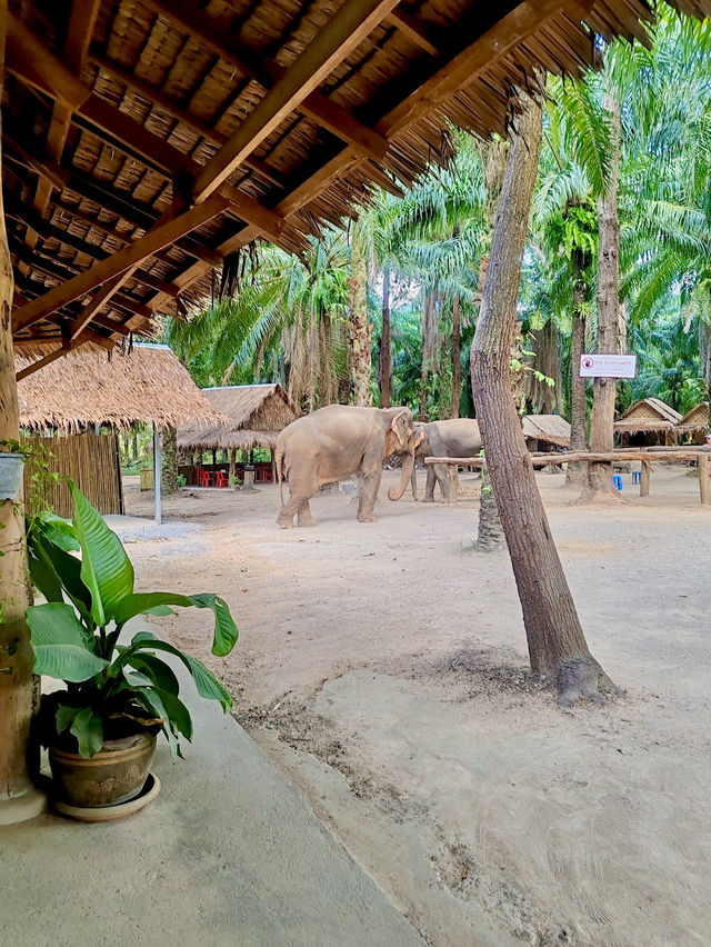 Krabi Elephant Shelter (Sanctuary)