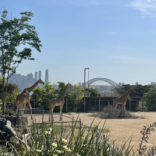 Taronga zoo Sydney