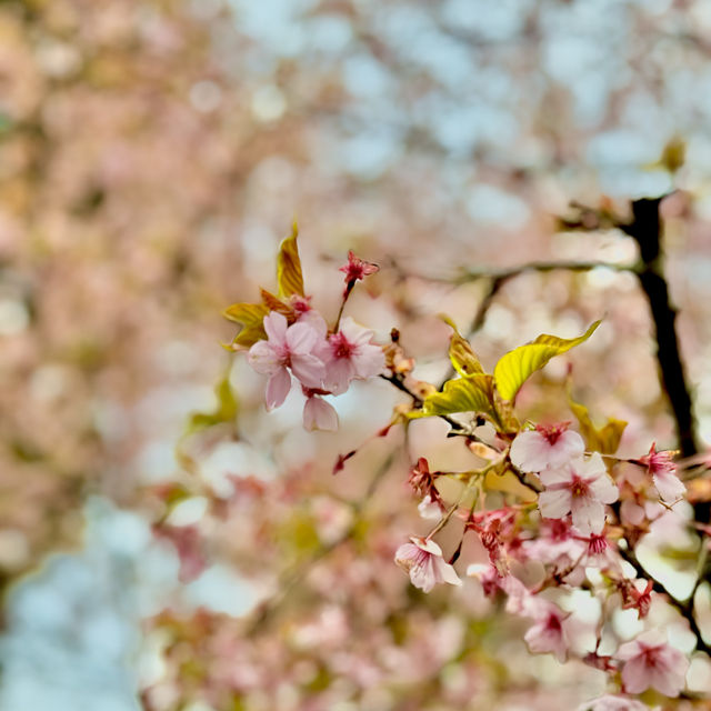 河津桜並木