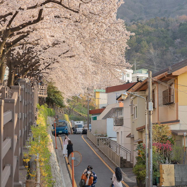 부산 벚꽃 명소 개금동벚꽃길