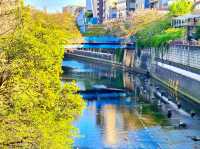 Meguro River Cherry Blossoms Promenade