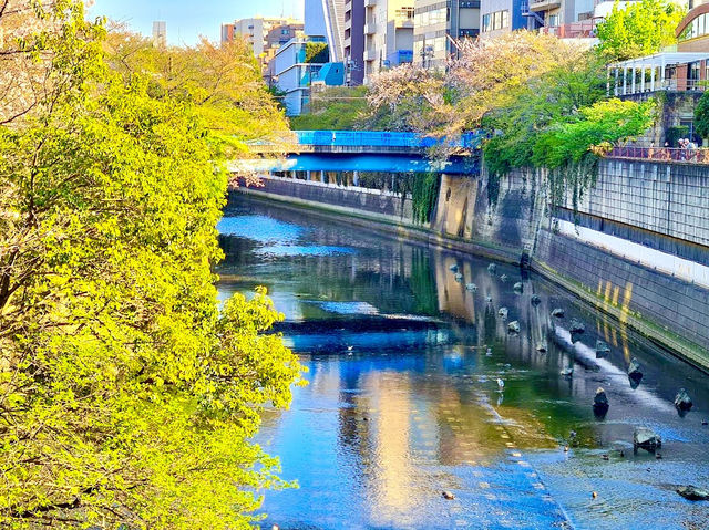 Meguro River Cherry Blossoms Promenade